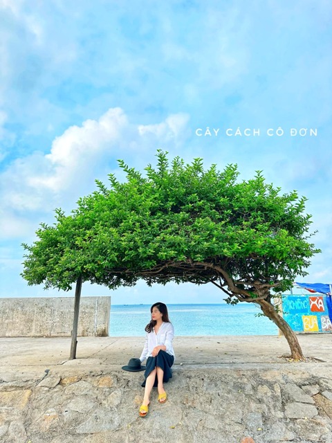 (Chụp ảnh bên cây cô đơn)