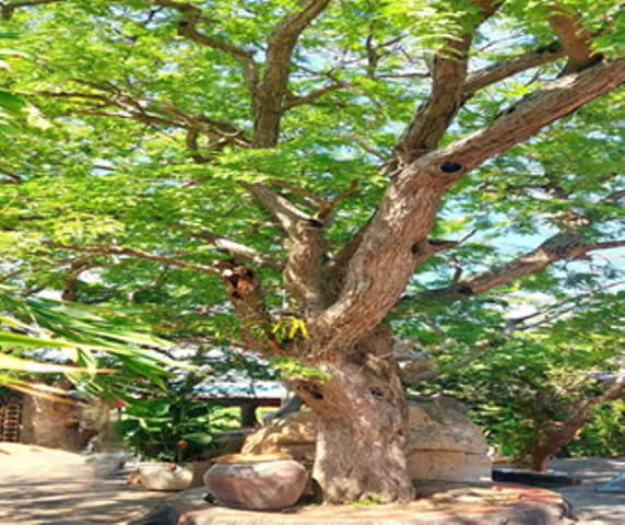 (Cây me trên trăm tuổi bên khối đá ẩn dáng dấp ông Tượng vươn vòi)