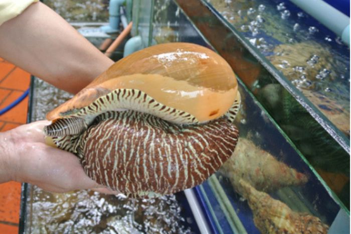 Nguyên liệu làm Gỏi ốc giác